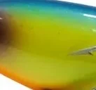 Limão Lombo Azul 39