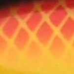 Strey Amarela lombo Marrom