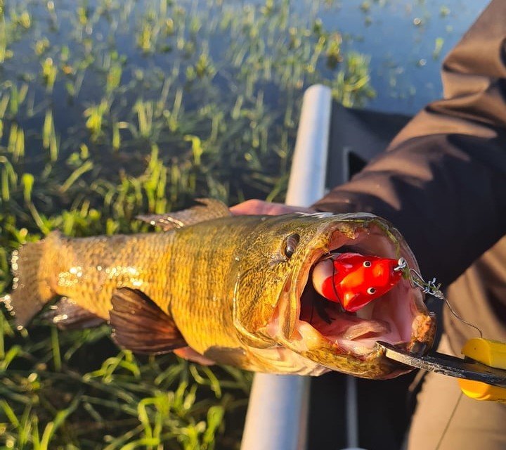 mini rato frog life isca trara hoplias pesca