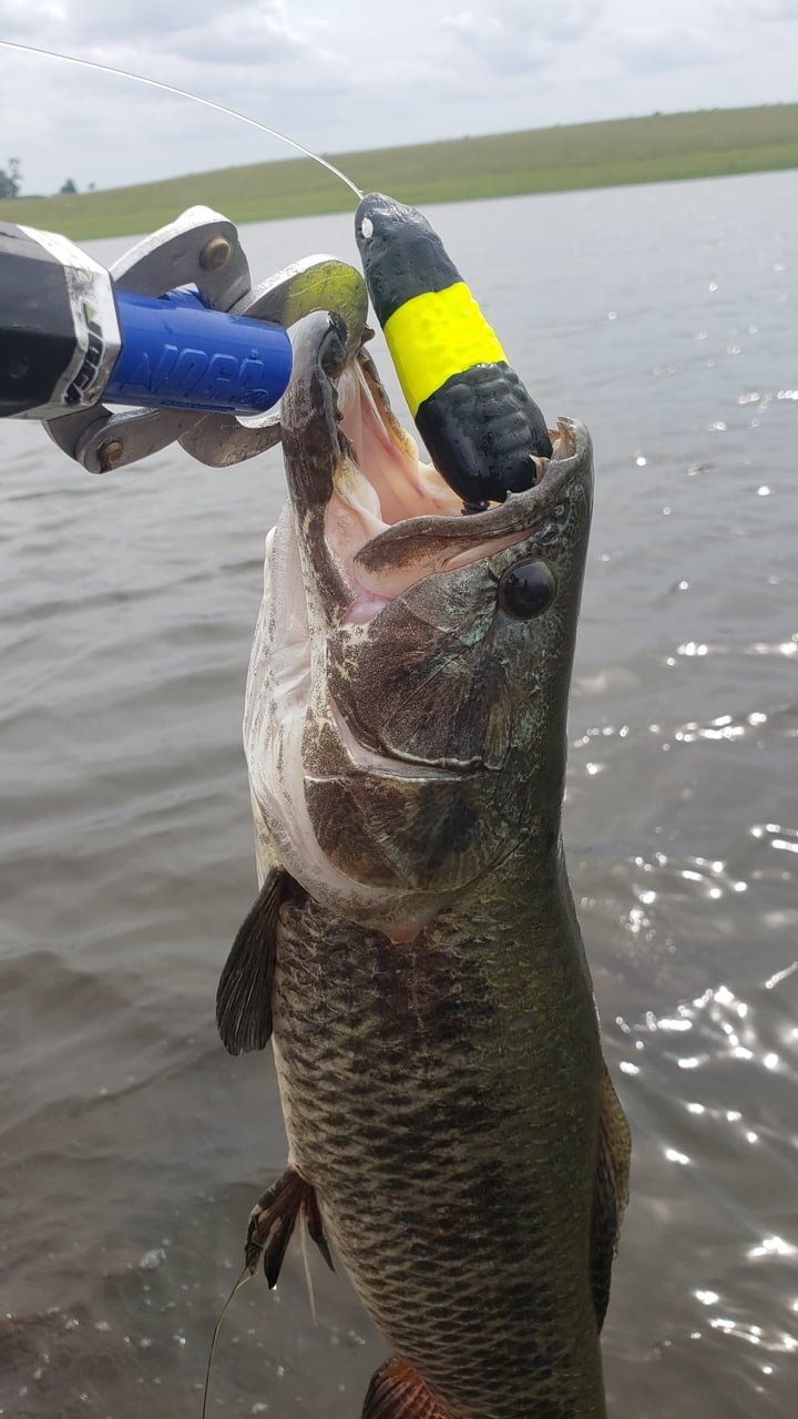 zara turbo iscas frog zara