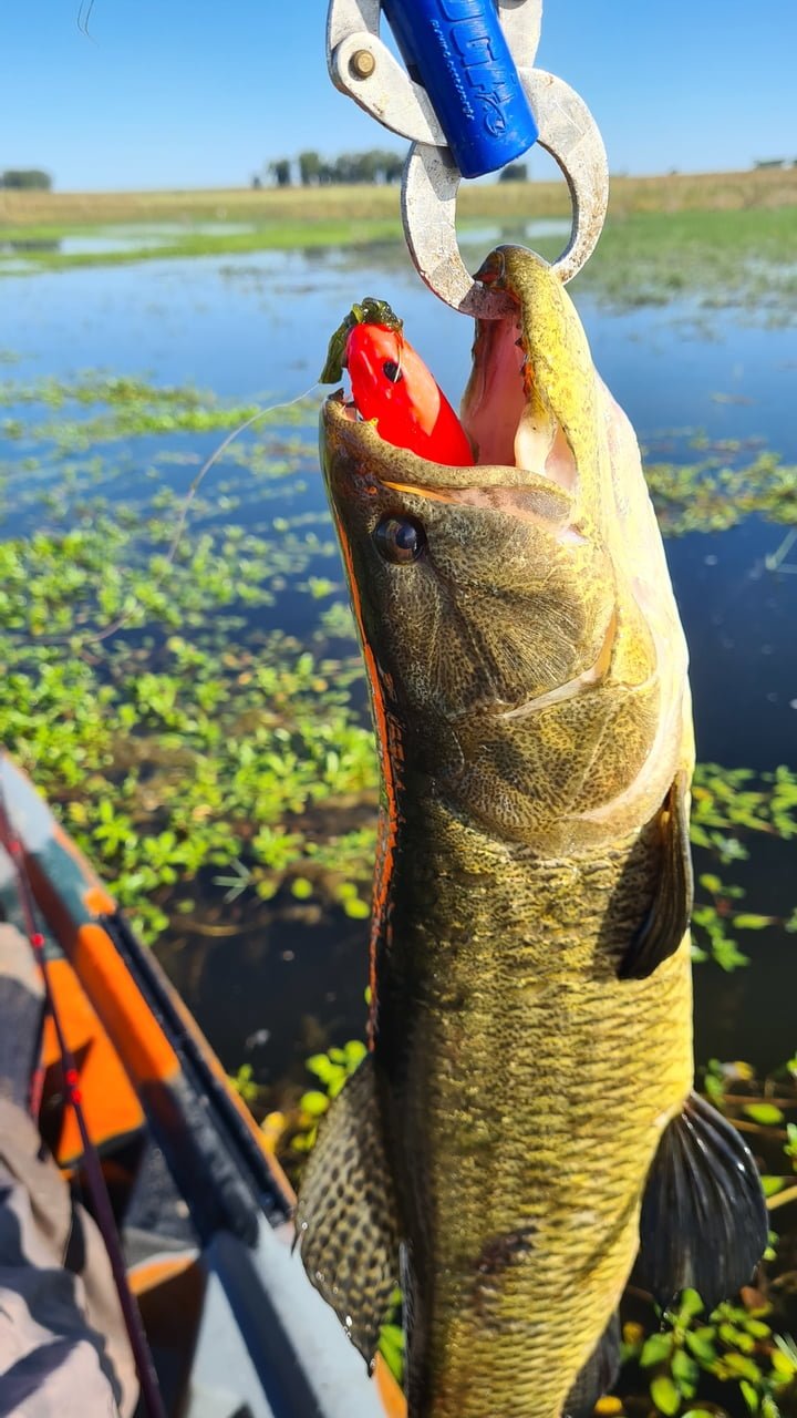 isca artificial big snake turbo iscas trara