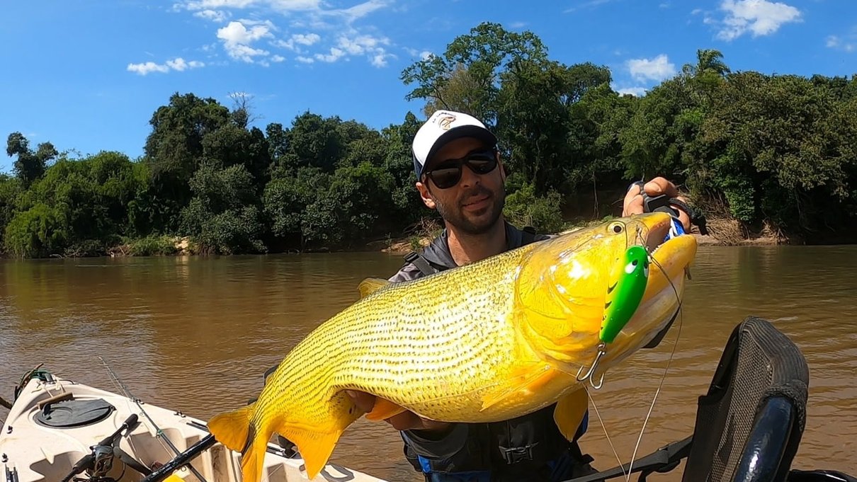 isca biru para dourado tche iscas hoplias pesca