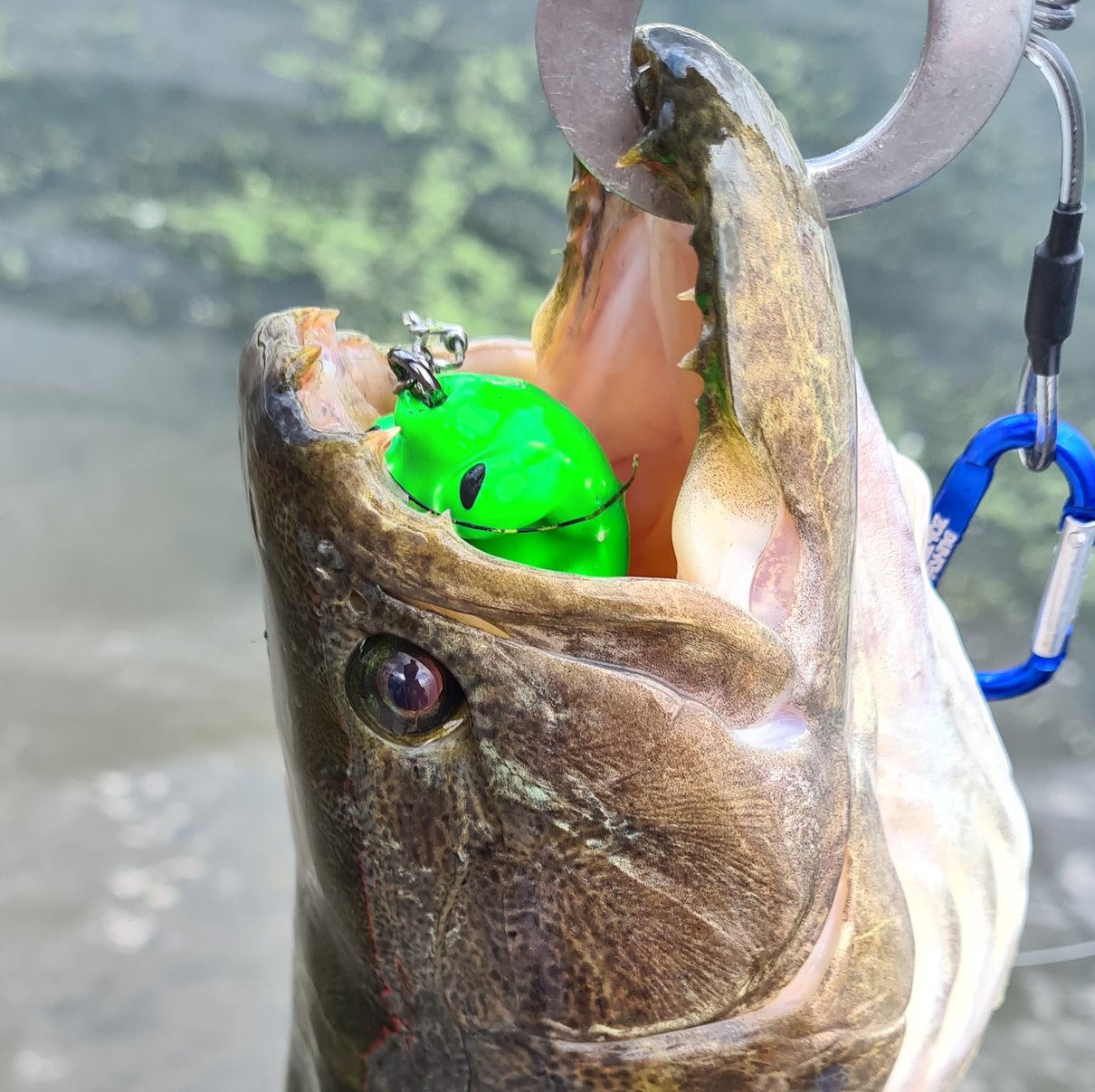 sapinho turbo iscas frog sapo trara 3