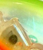 4 dorso VD barriga LR