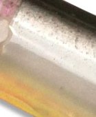 5 dorso PTO barriga LR