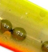 9 dorso Am-limão barriga LR