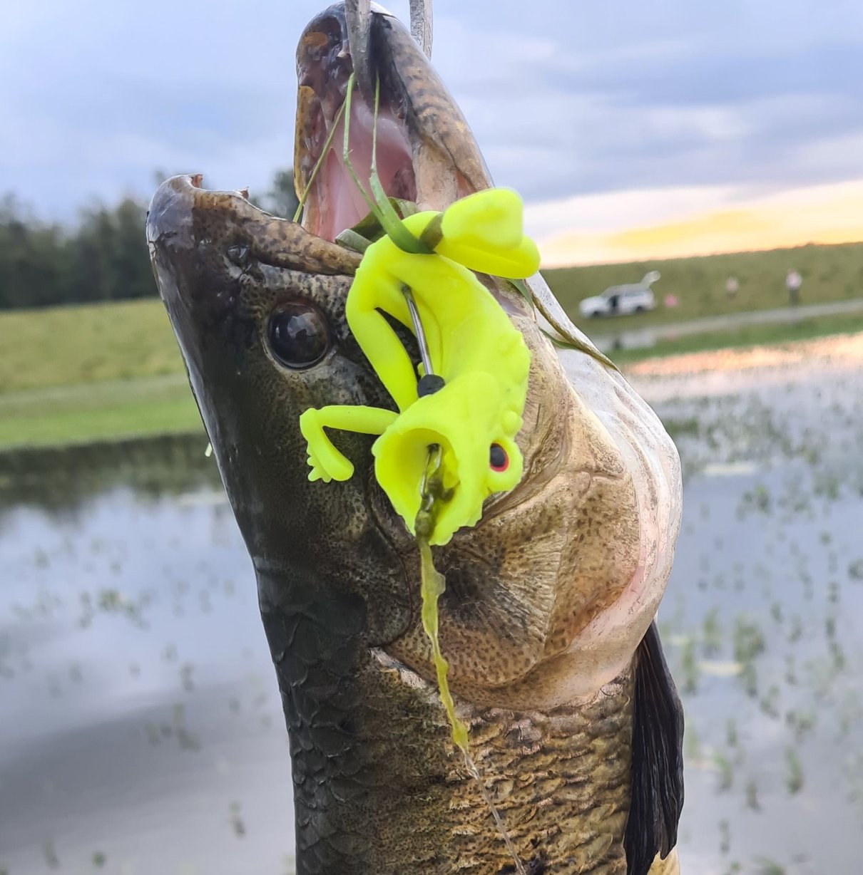 poppzilla isca frog popper soft hkd hoplias