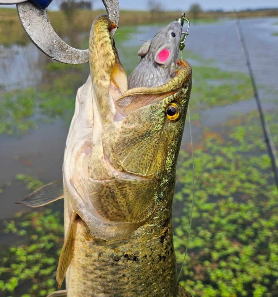 ratinho turbo iscas rato frog isca artificial rato 3