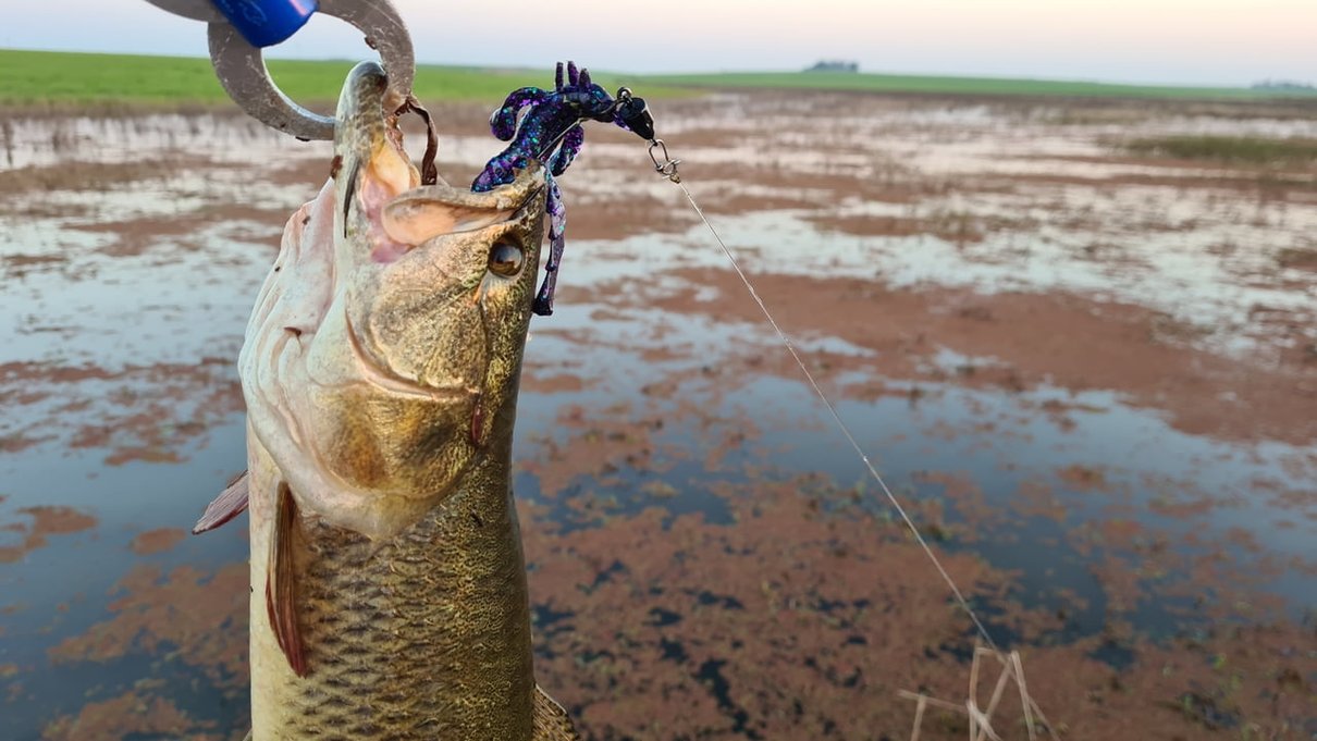 isca venom criatura camalesma banner