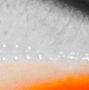 56 Lambari Transparente