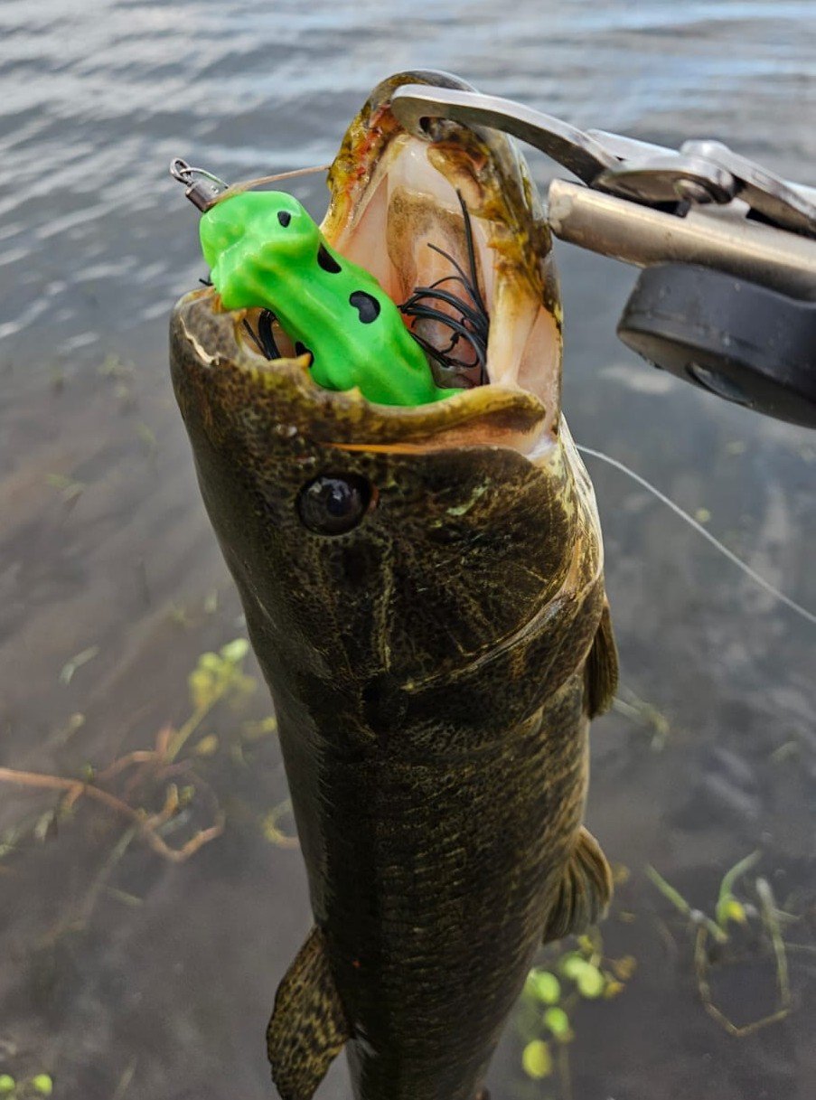 sapo turbo isca frog turbo iscas
